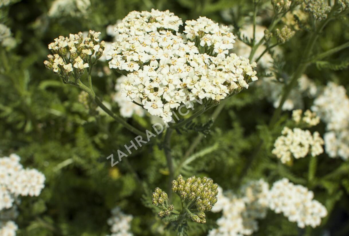 Řebříček obecný 'Desert Eve Cream' - Achillea millefolium 'Desert Eve Cream'
