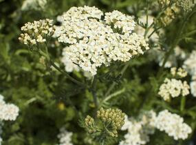Řebříček obecný 'Desert Eve Cream' - Achillea millefolium 'Desert Eve Cream'