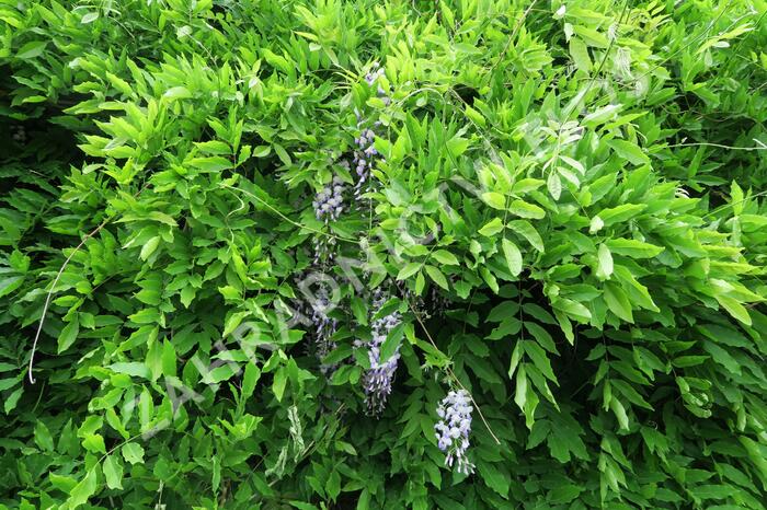 Vistárie květnatá - Wisteria floribunda