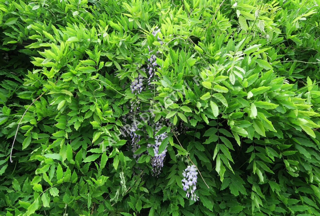 Vistárie květnatá - Wisteria floribunda