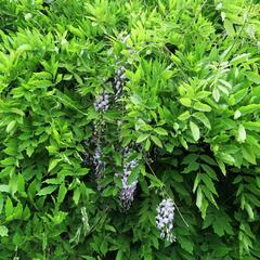 Vistárie květnatá - Wisteria floribunda