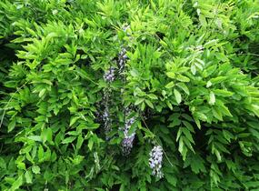 Vistárie květnatá - Wisteria floribunda