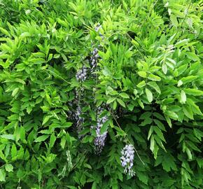 Vistárie květnatá - Wisteria floribunda