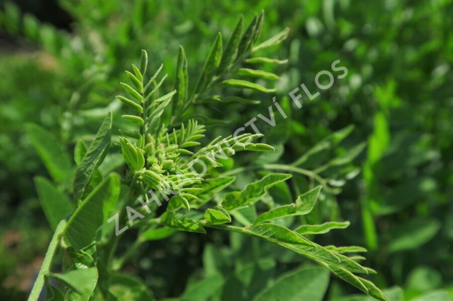 Lékořice lysá - Glycyrrhiza glabra