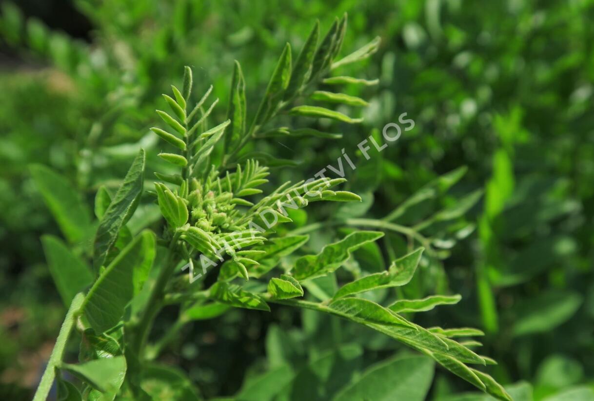 Lékořice lysá - Glycyrrhiza glabra