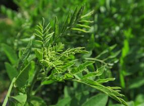 Lékořice lysá - Glycyrrhiza glabra
