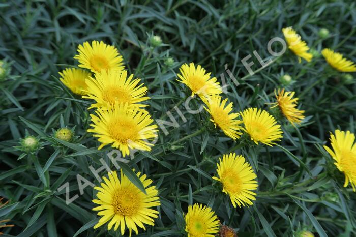 Oman mečolistý 'Compacta' - Inula ensifolia 'Compacta'