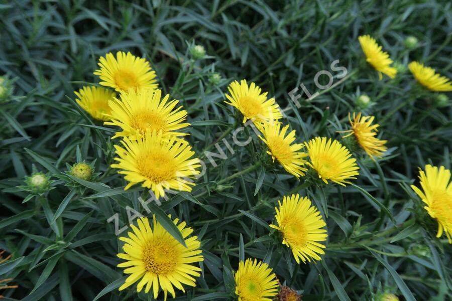 Oman mečolistý 'Compacta' - Inula ensifolia 'Compacta'