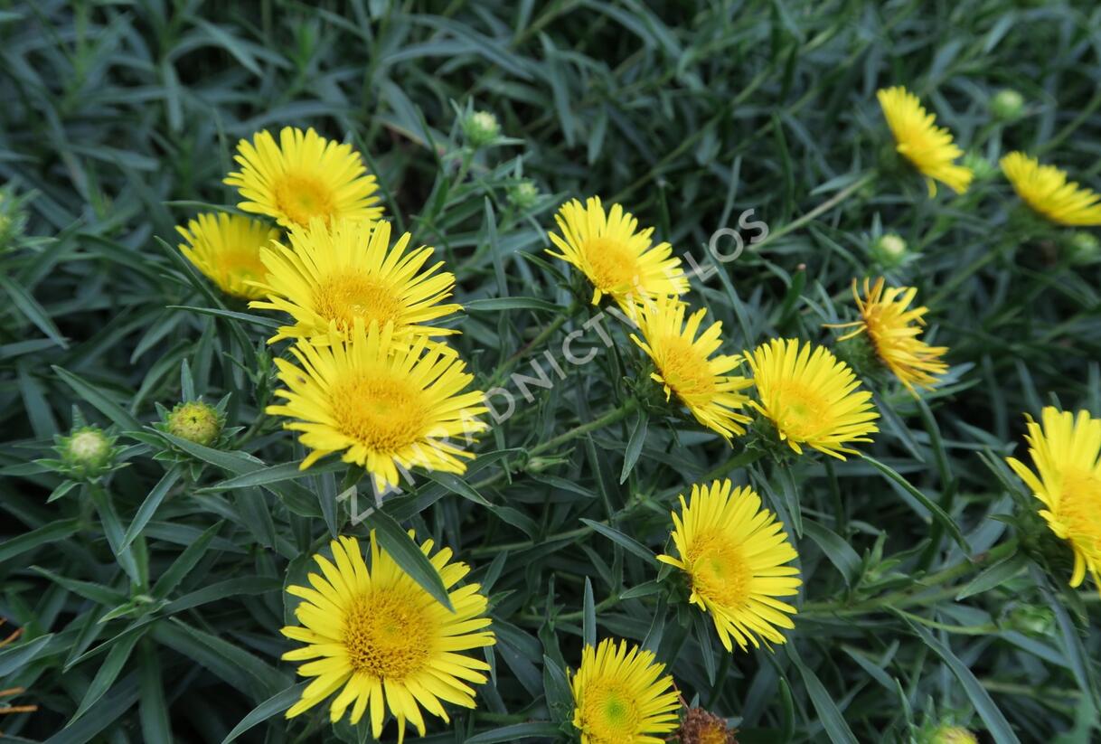 Oman mečolistý 'Compacta' - Inula ensifolia 'Compacta'