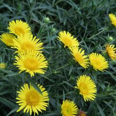 Oman mečolistý 'Compacta' - Inula ensifolia 'Compacta'