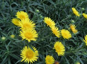 Oman mečolistý 'Compacta' - Inula ensifolia 'Compacta'