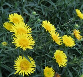 Oman mečolistý 'Compacta' - Inula ensifolia 'Compacta'