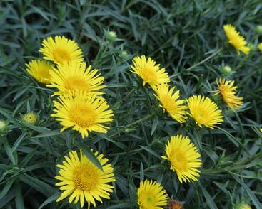 Oman mečolistý 'Compacta'