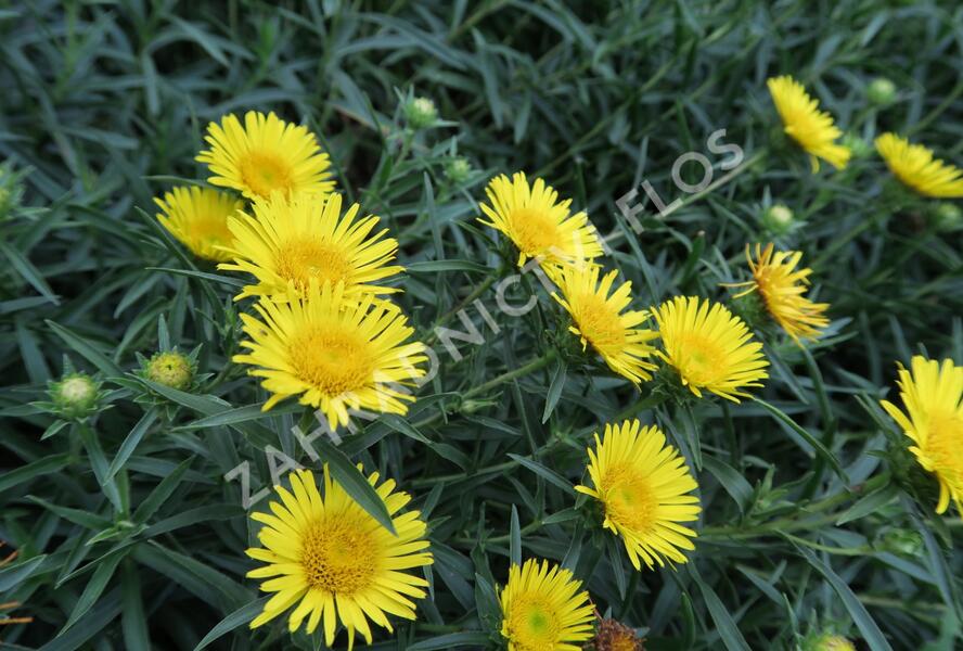Oman mečolistý 'Compacta' - Inula ensifolia 'Compacta'