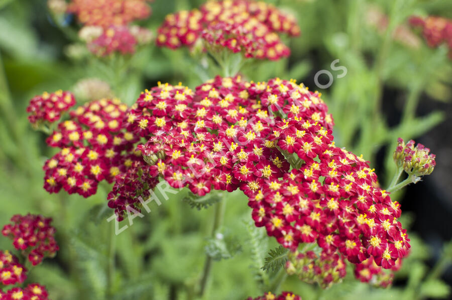 Řebříček obecný 'Desert Eve Red' - Achillea millefolium 'Desert Eve Red'