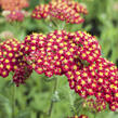 Řebříček obecný 'Desert Eve Red' - Achillea millefolium 'Desert Eve Red'