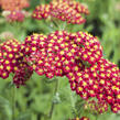 Řebříček obecný 'Desert Eve Red' - Achillea millefolium 'Desert Eve Red'