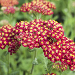 Řebříček obecný 'Desert Eve Red' - Achillea millefolium 'Desert Eve Red'