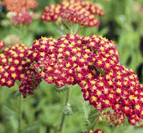 Řebříček obecný 'Desert Eve Red' - Achillea millefolium 'Desert Eve Red'