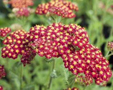 Řebříček obecný 'Desert Eve Red'