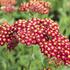 rebricek-obecny-desert-eve-red.jpg