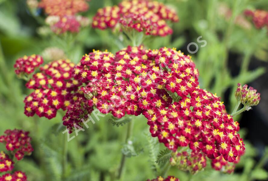 Řebříček obecný 'Desert Eve Red' - Achillea millefolium 'Desert Eve Red'