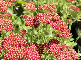 Řebříček obecný 'Desert Eve Red' - Achillea millefolium 'Desert Eve Red'