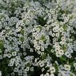 Tařicovka přímořská 'Lucia White' - Lobularia maritima 'Lucia White'