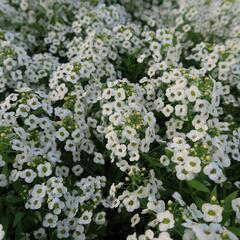 Tařicovka přímořská 'Lucia White' - Lobularia maritima 'Lucia White'