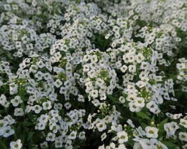 Tařicovka přímořská 'Lucia White'