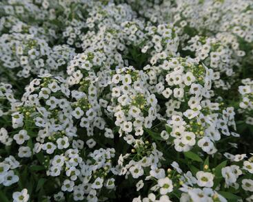 Tařicovka přímořská 'Lucia White'