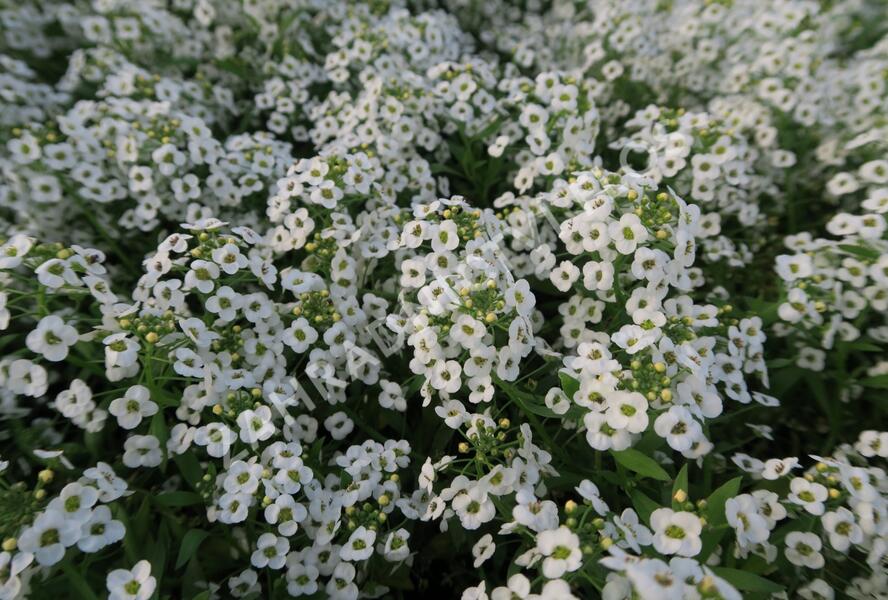 Tařicovka přímořská 'Lucia White' - Lobularia maritima 'Lucia White'