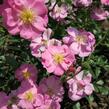 Růže mnohokvětá 'Lavender Dream' - Rosa MK 'Lavender Dream'