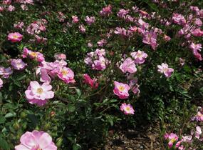 Růže mnohokvětá 'Lavender Dream' - Rosa MK 'Lavender Dream'