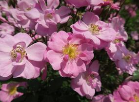 Růže mnohokvětá 'Lavender Dream' - Rosa MK 'Lavender Dream'