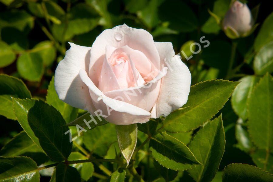 Růže půdopokryvná Tantau 'Aspirin Rosa' - Rosa PK 'Aspirin Rose'