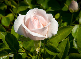 Růže půdopokryvná Tantau 'Aspirin Rosa' - Rosa PK 'Aspirin Rose'