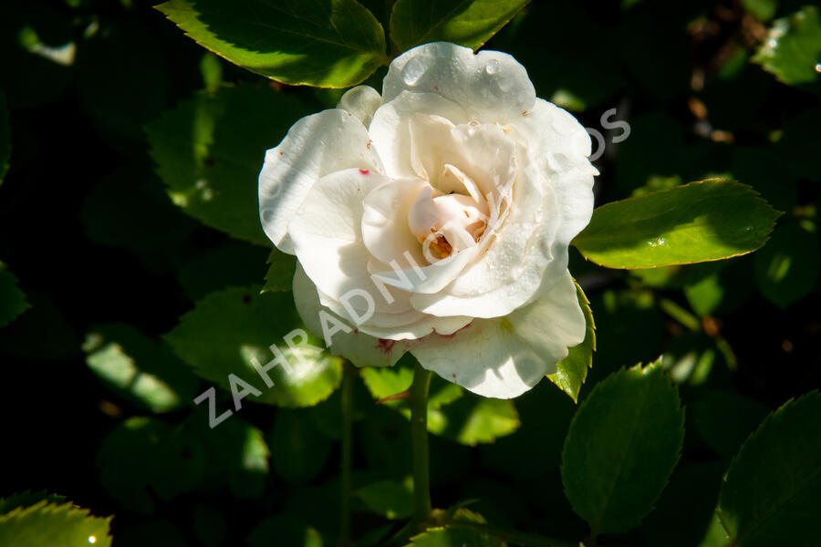 Růže půdopokryvná Tantau 'Aspirin Rosa' - Rosa PK 'Aspirin Rose'