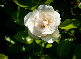 Růže půdopokryvná Tantau 'Aspirin Rosa' - Rosa PK 'Aspirin Rose'