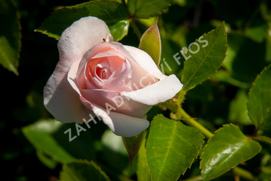 Růže půdopokryvná Tantau 'Aspirin Rosa' - Rosa PK 'Aspirin Rose'