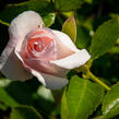 Růže půdopokryvná Tantau 'Aspirin Rosa' - Rosa PK 'Aspirin Rose'