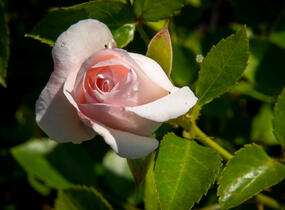Růže půdopokryvná Tantau 'Aspirin Rosa' - Rosa PK 'Aspirin Rose'
