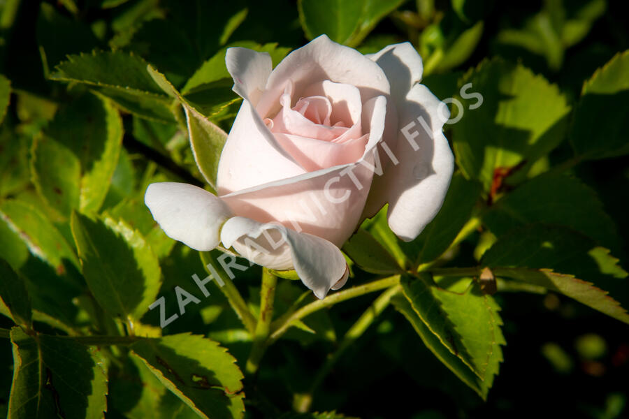 Růže půdopokryvná Tantau 'Aspirin Rosa' - Rosa PK 'Aspirin Rose'
