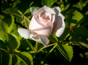 Růže půdopokryvná Tantau 'Aspirin Rosa' - Rosa PK 'Aspirin Rose'