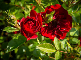 Růže půdopokryvná 'Rote The Fairy' - Rosa PK 'Rote the Fairy'