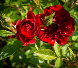 Růže půdopokryvná 'Rote The Fairy' - Rosa PK 'Rote The Fairy'