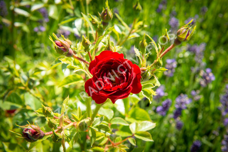 Růže půdopokryvná 'Rote The Fairy' - Rosa PK 'Rote the Fairy'