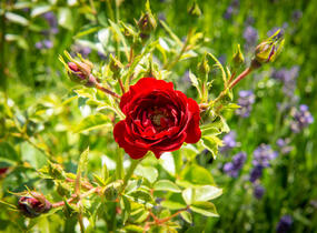 Růže půdopokryvná 'Rote The Fairy' - Rosa PK 'Rote the Fairy'