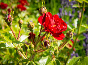 Růže půdopokryvná 'Rote The Fairy' - Rosa PK 'Rote the Fairy'