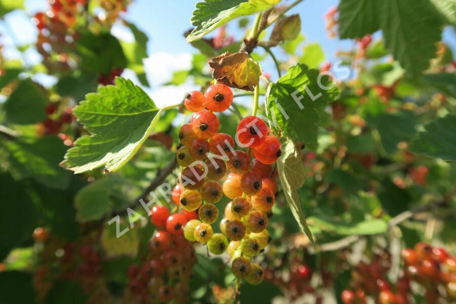 Rybíz červený 'Rovada' - Ribes rubrum 'Rovada'